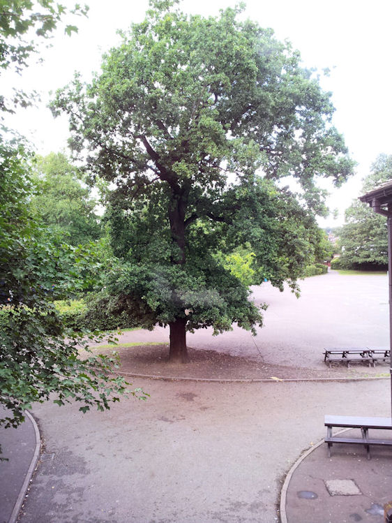hockey pitch oak tree